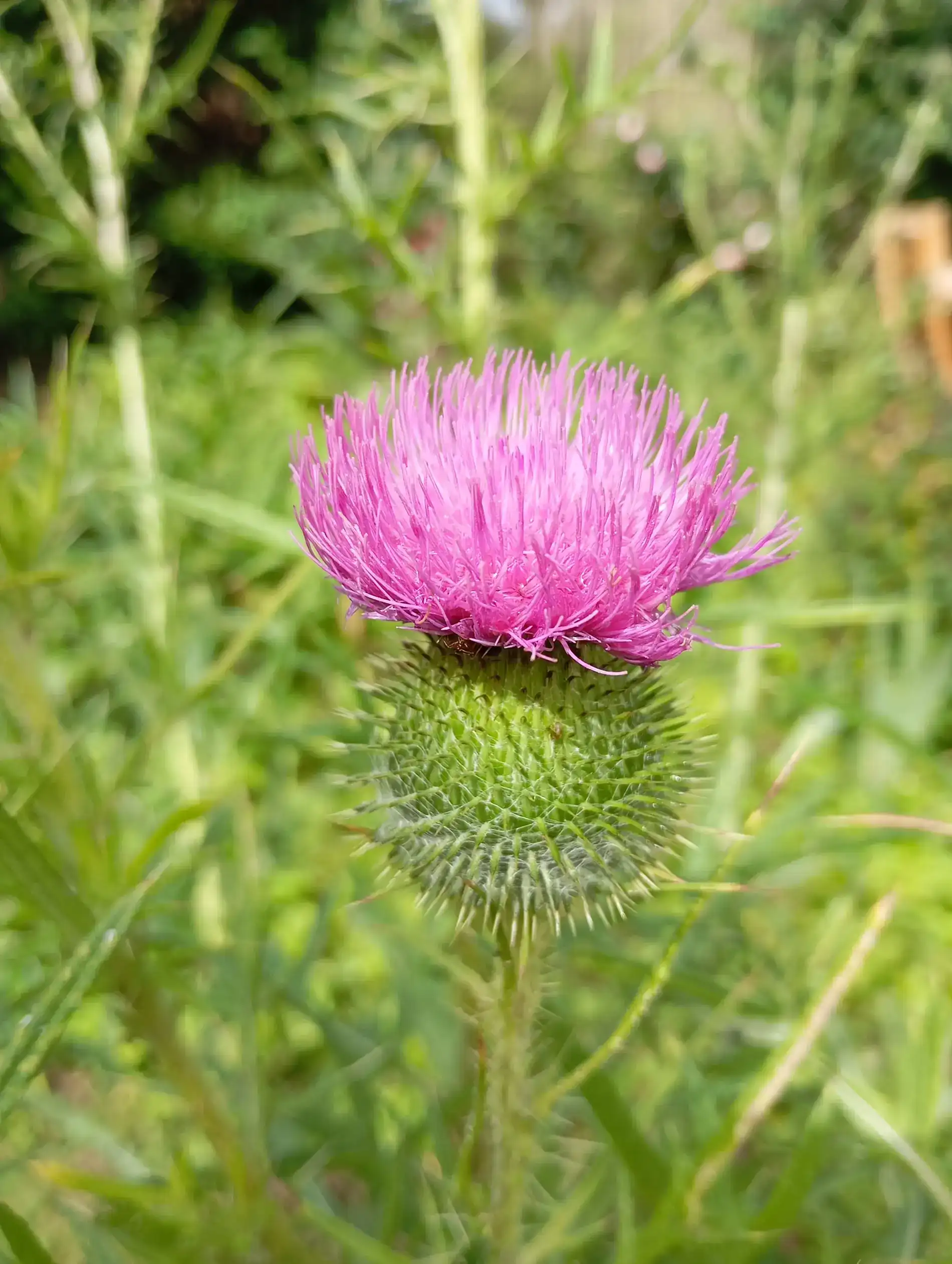 nature-aurelie-maljournal-2